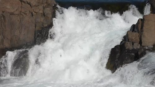 A Salmon Jumping up a Waterfall