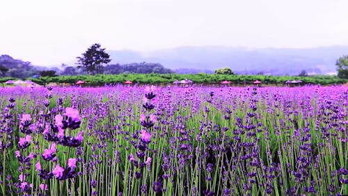 A Lavender Field in Bloom 