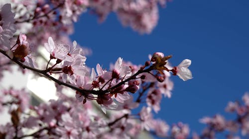 Spring Landscape with Pink Flowers and Blue Sky