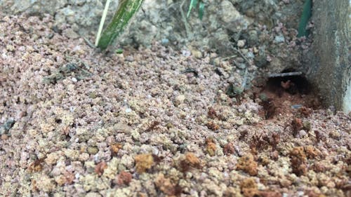 Working Colony Of Ants