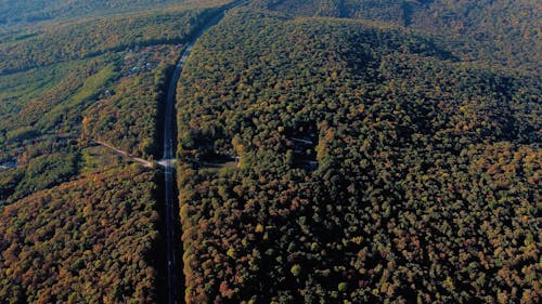 Aerial Footage of a Road and a Dense Autumn Forest 