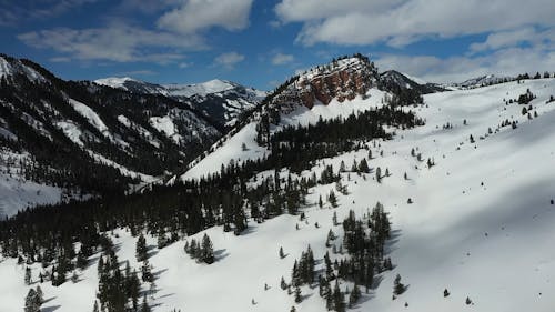Aerial View of Pine Trees on a Snow Covered Mountain 