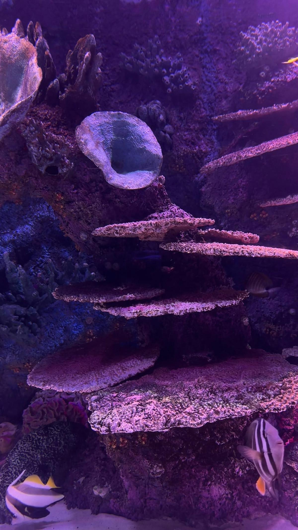 4k-wallpaper-deep-sea-videos-download-the-best-free-4k-stock-video