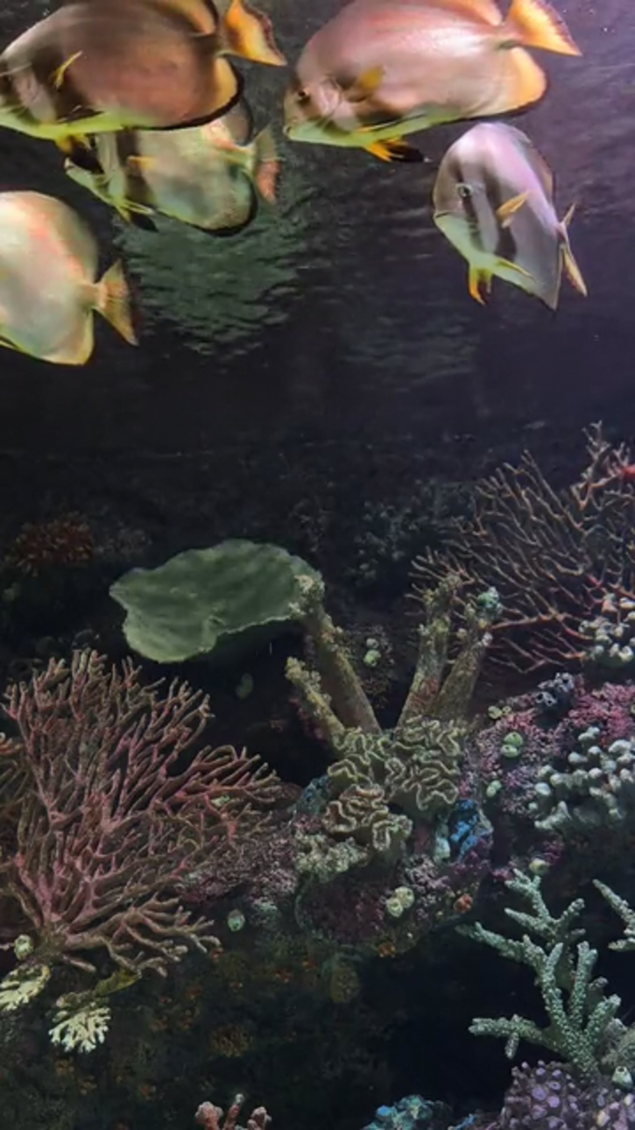 tropical fish in aquarium Free Stock Video Footage, Royalty-Free 4K ...