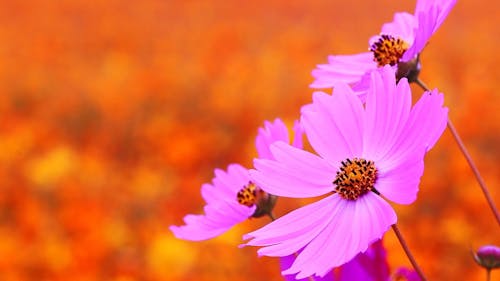 Close up of Purple Cosmos Flowers in Bloom 