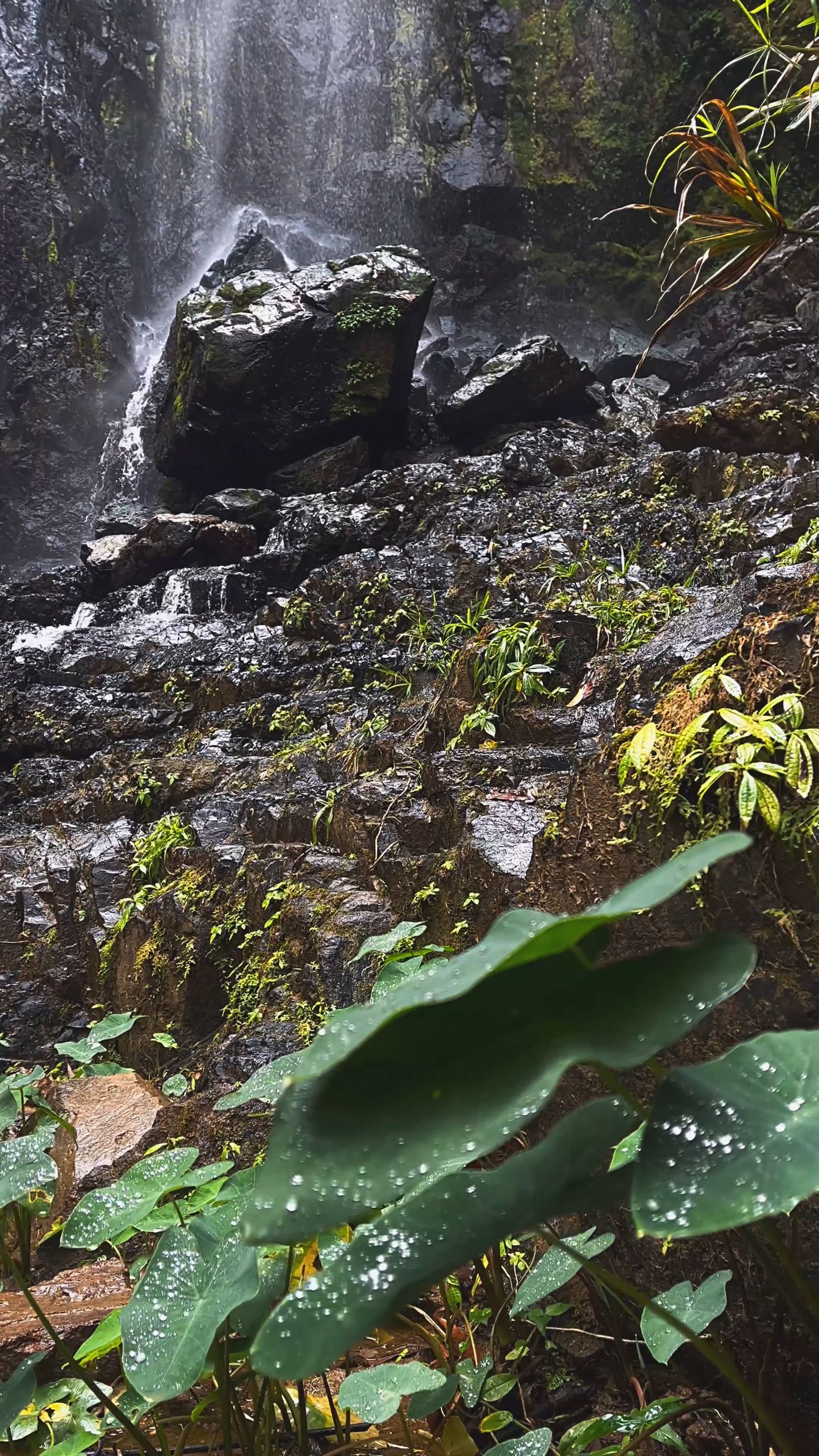 Amazon Rainforest Videos Download The Best Free 4k Stock Video Footage