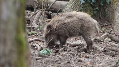 a wild boar is walking through the woods
