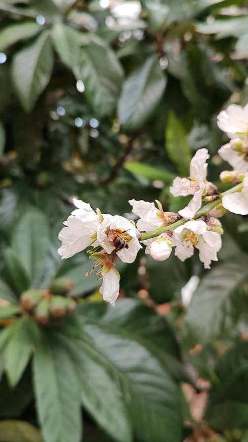 A Honey Bee Collecting Pollen from a Flowering Tree in Bloom 