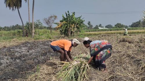Farmers Working in a Sugarcane Field 