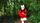 demon slayer anime