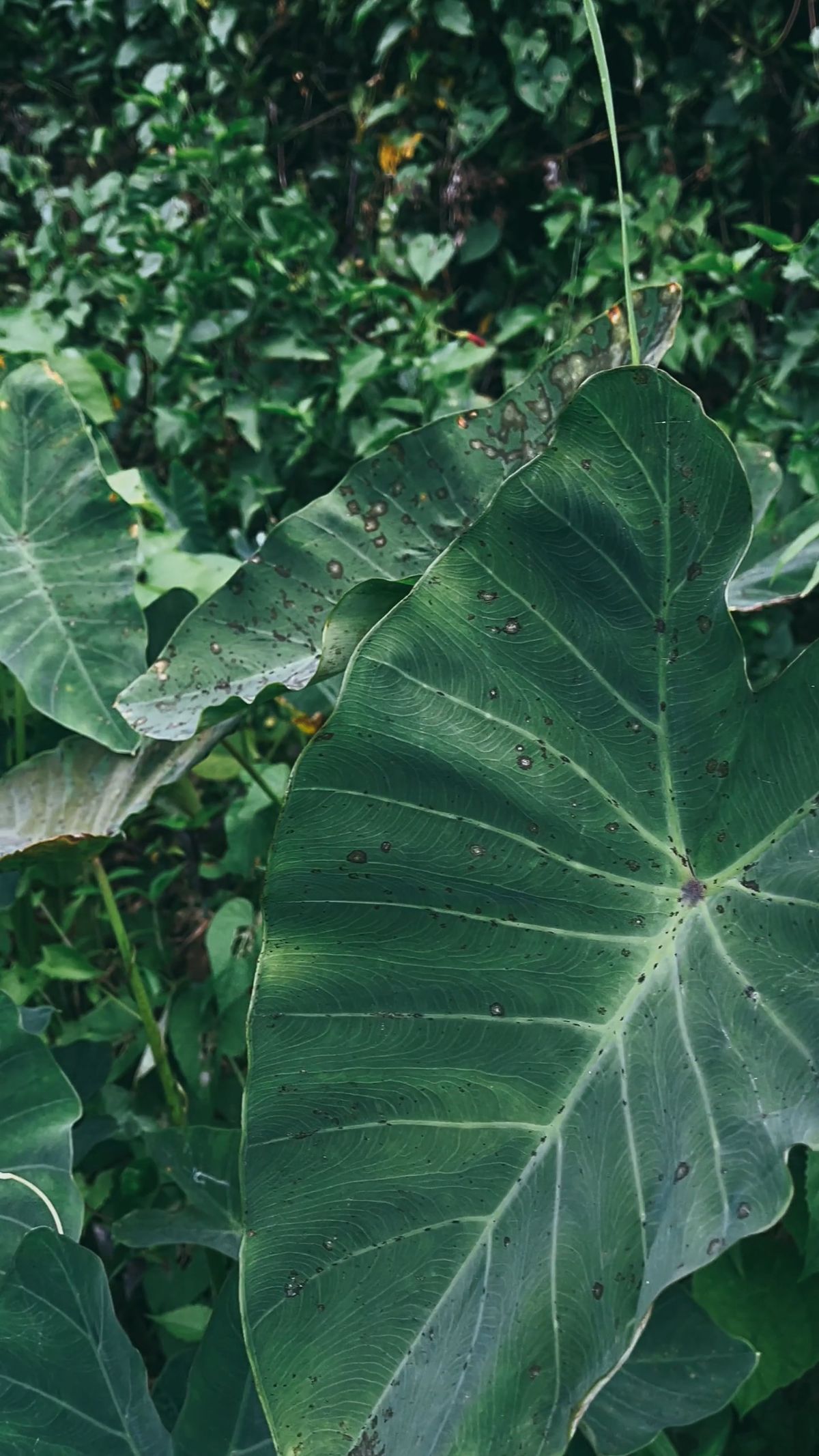 A Big Leaf Of A Plant With Elongated Sides Free Stock Video Footage a-big-leaf-of-a-plant-with-elongated-sides-free-stock-video-footage