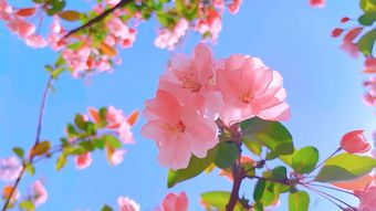 樱花竖屏视频素材高清视频免费下载视频素材
