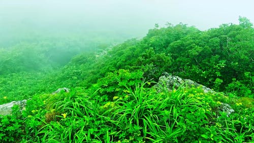 Dense Fog over Green Plants and Trees