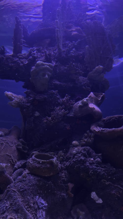 A Fish Swimming in an Aquarium 