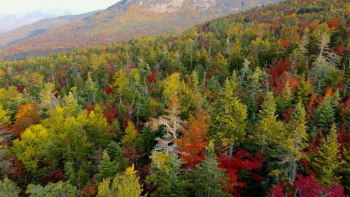 Drone Footage of a Colorful Forest with Fall Foliage 