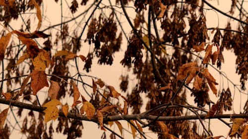 Tree Branches with Brown Autumn Leaves 