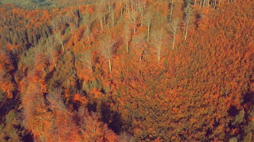 Aerial View of an Autumn Forest 