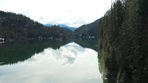 Forest Trees and a River in a Mountain Area