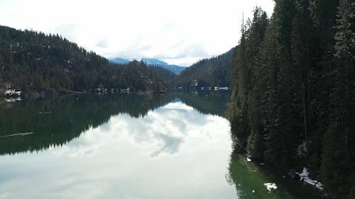 Forest Trees by the River in a Mountain Landscape 