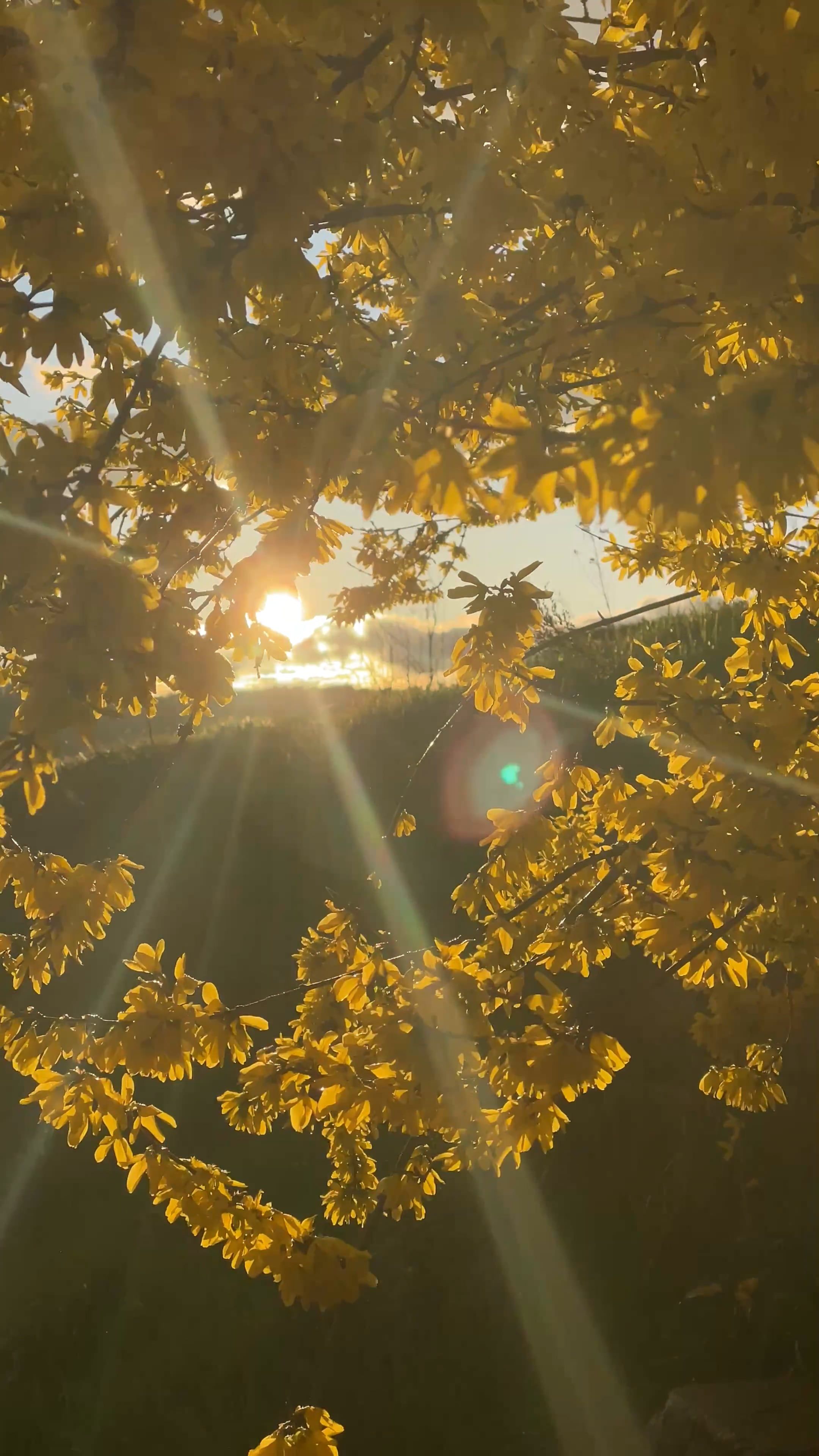 Ray Of Sunshine Videos, Download The BEST Free 4k Stock Video Footage ...