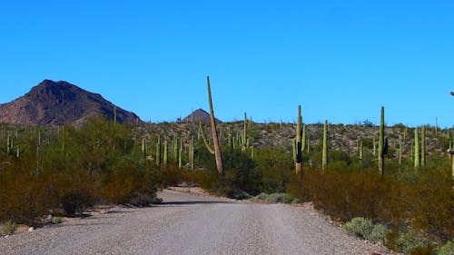 4K POV Desert Dirt Road Driving Shot. Ajo, Arizona  