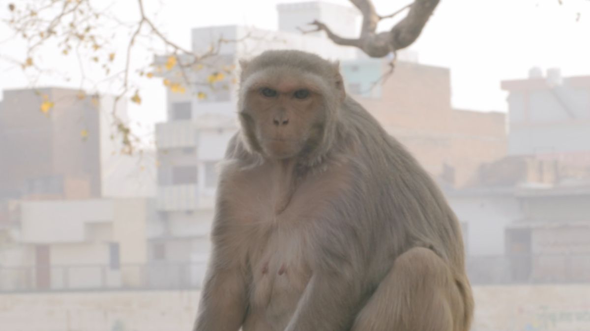 A monkey sitting on a ledge in front of a building Free Stock Video ...