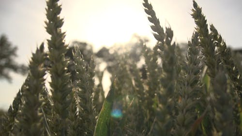 Tarwe Bij Nauwe Mening Op Een Winderige Dag