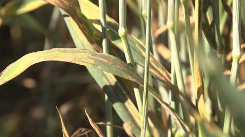 Close View Of A Wheat Plant