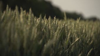 农业免费下载视频素材高清视频高清视频视频素材