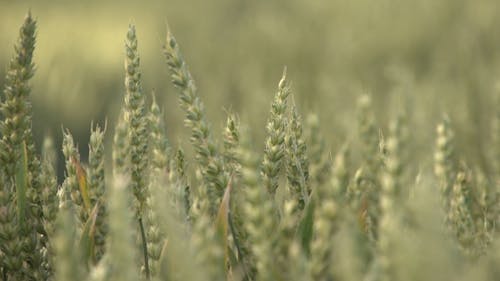 小麦在外地的模糊视图