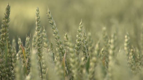 Sfocatura Vista Di Grano Nel Campo