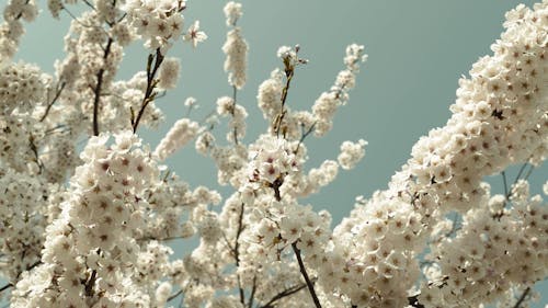 The Branches of a Sakura Tree in Bloom