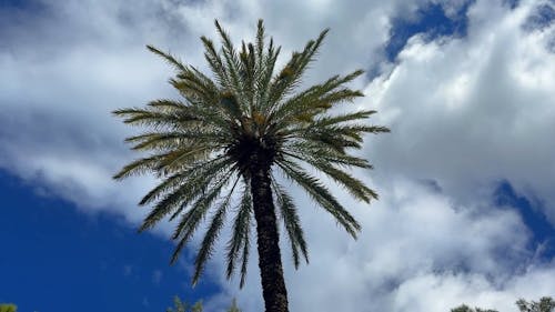 Low Angle View of a Palm Tree Swaying in the Wind 