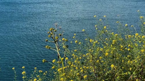 Yellow Wild Flowers by the Sea  