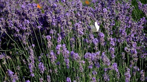 blooming lavender flowers