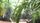 tropical rainforest