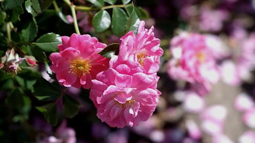 pink tender roses in the garden in summer