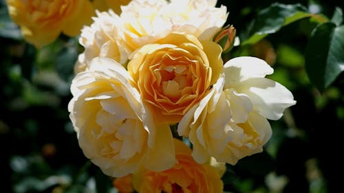 delicate yellow roses bloom in summer in the garden