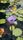 water lily