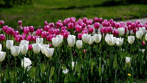 beautiful pink and white tulips bloom in spring