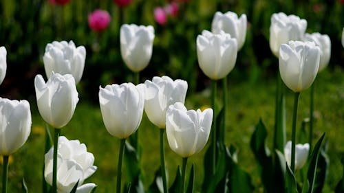 beautiful white tulips bloom in spring