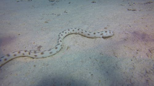 Коралловая змея