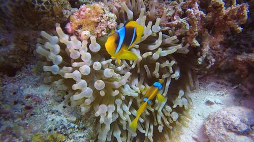 Poissons Exotiques Sous La Mer