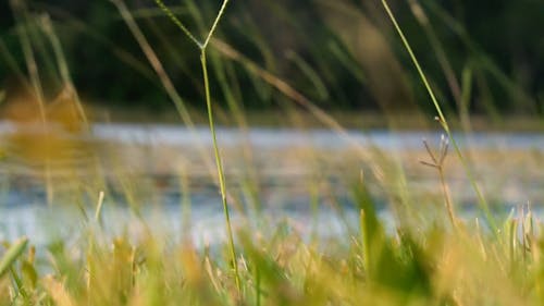 River With Grass Along The Side