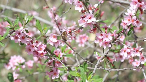 Honey bee collecting pollen from pink flowers