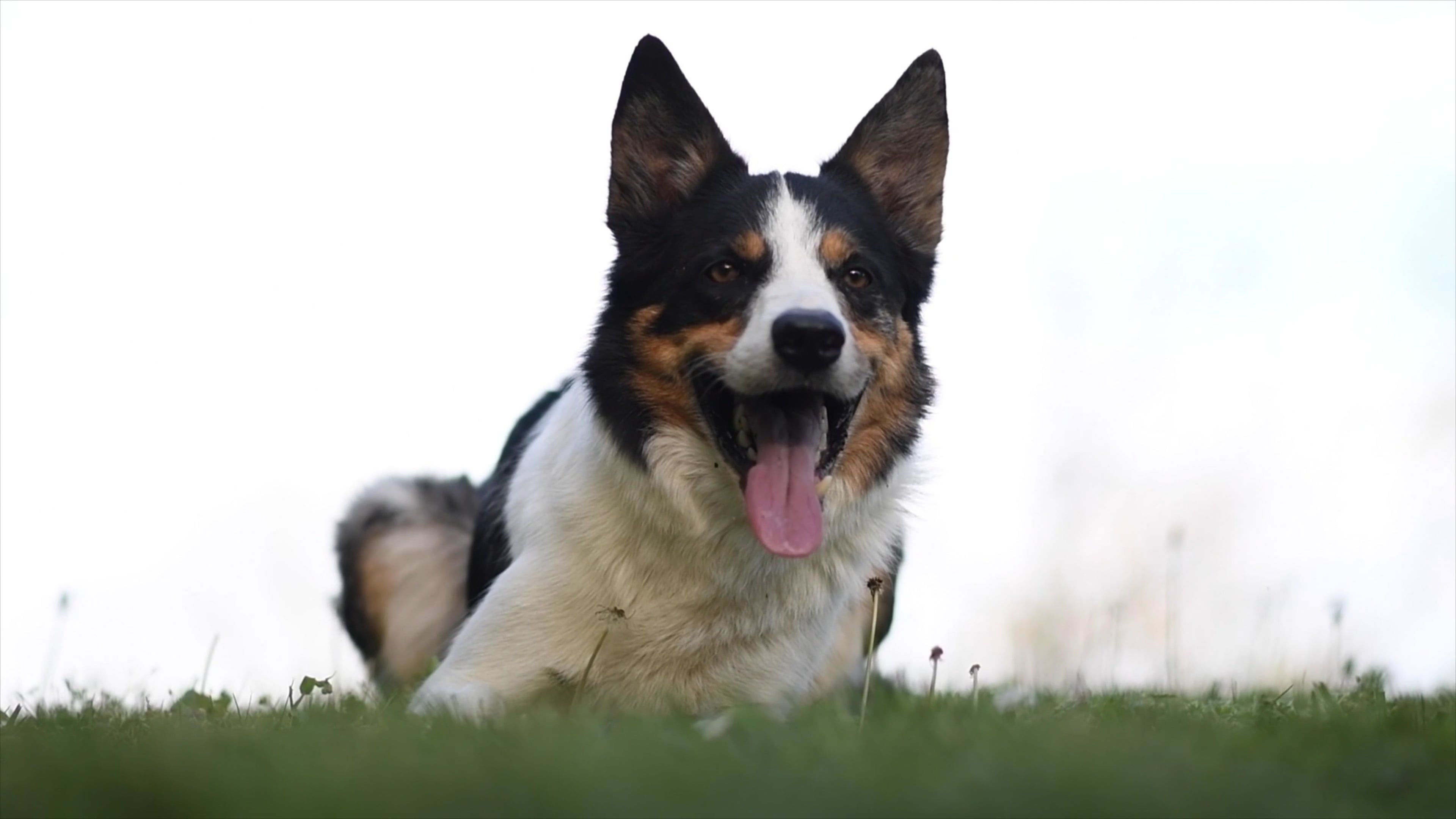 A dog is laying on the grass with its tongue out Free Stock Video ...