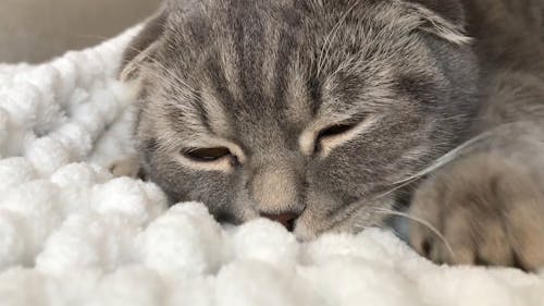 A Grey Cat Kneading and Rubbing its Nose on a White Blanket 