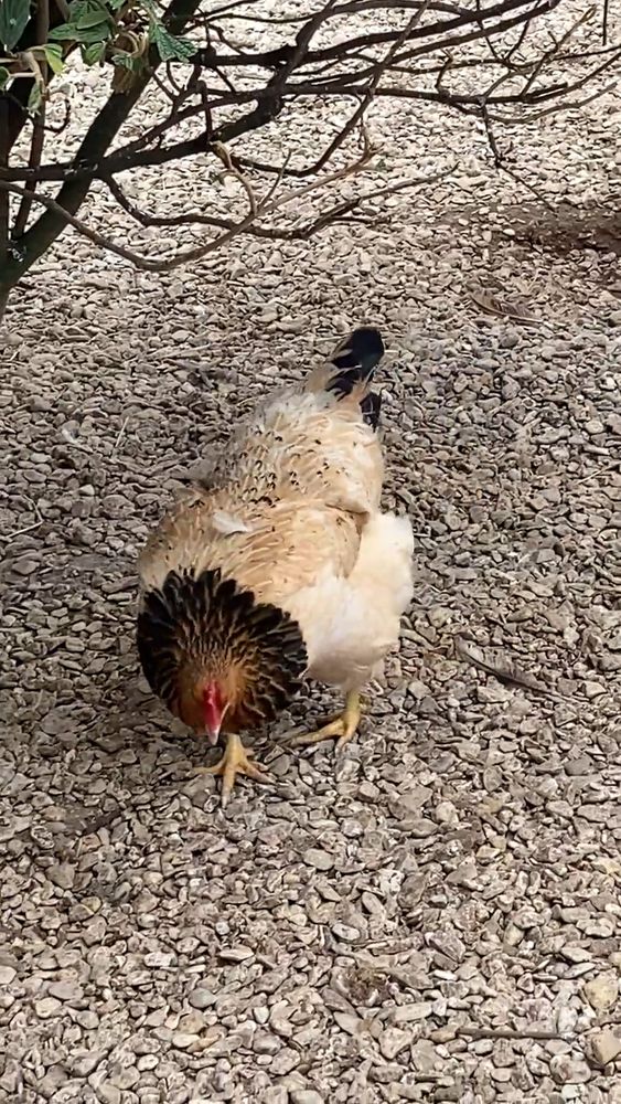 Dancing Chicken Videos, Download The BEST Free 4k Stock Video Footage ...