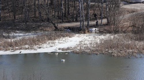 Spring Lake Swan birds photographer Canon R6 Sigma150600c 