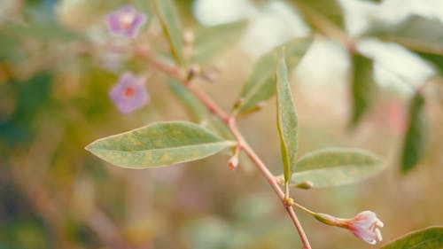 Close up a Chinese Wolfberry Shrub in Bloom 